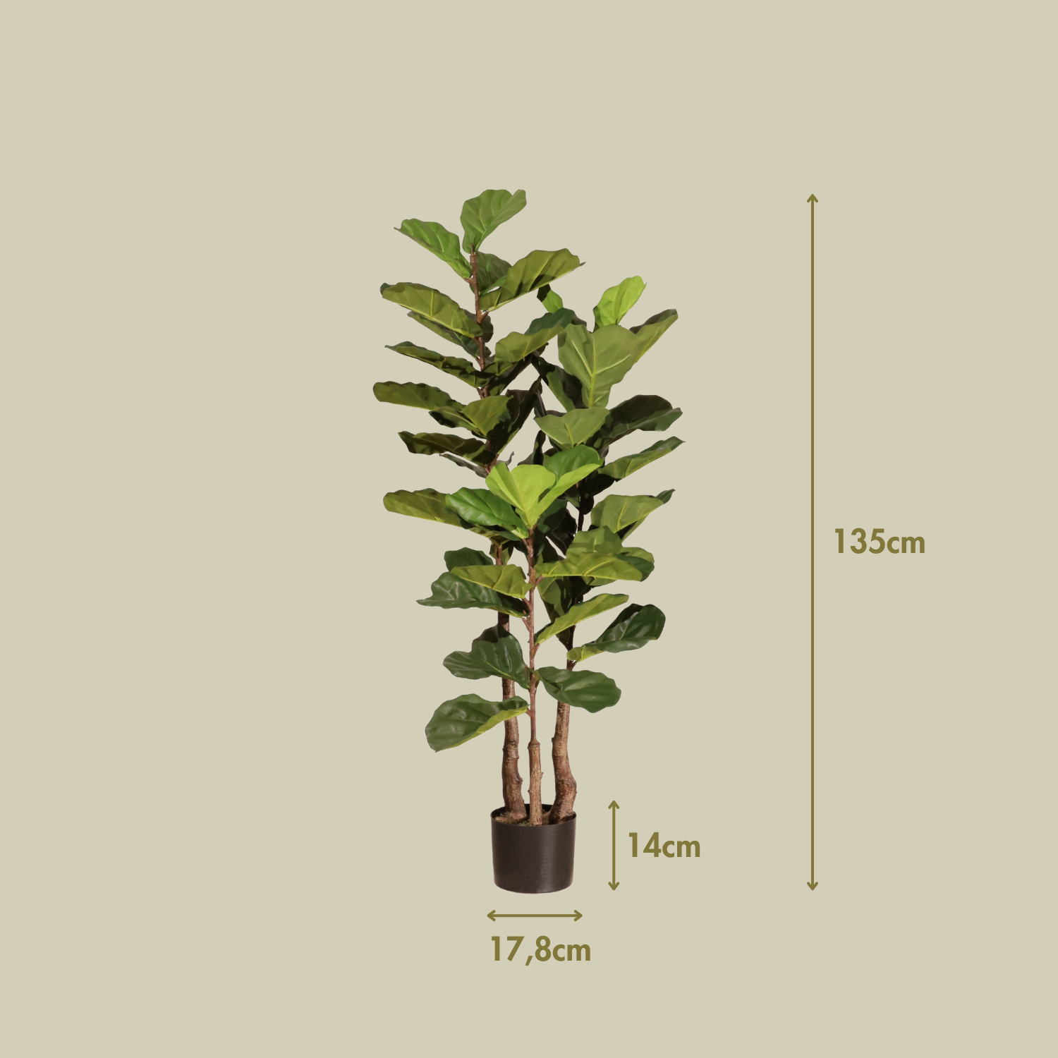 Ficus lyrata 135 cm