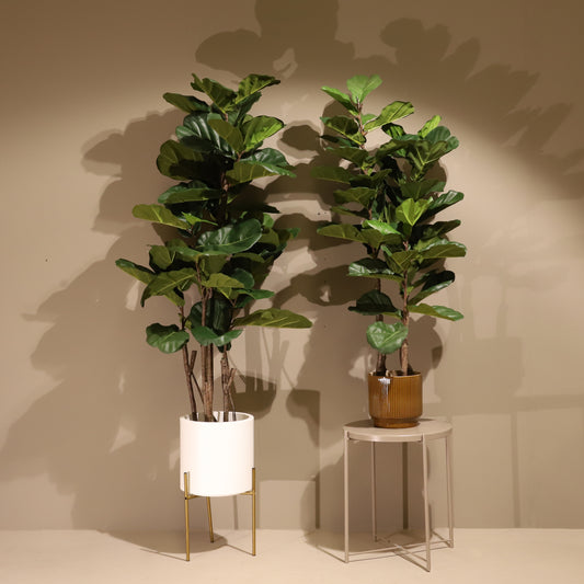 Ficus lyrata 135 cm