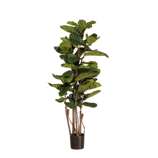 Ficus lyrata 180cm