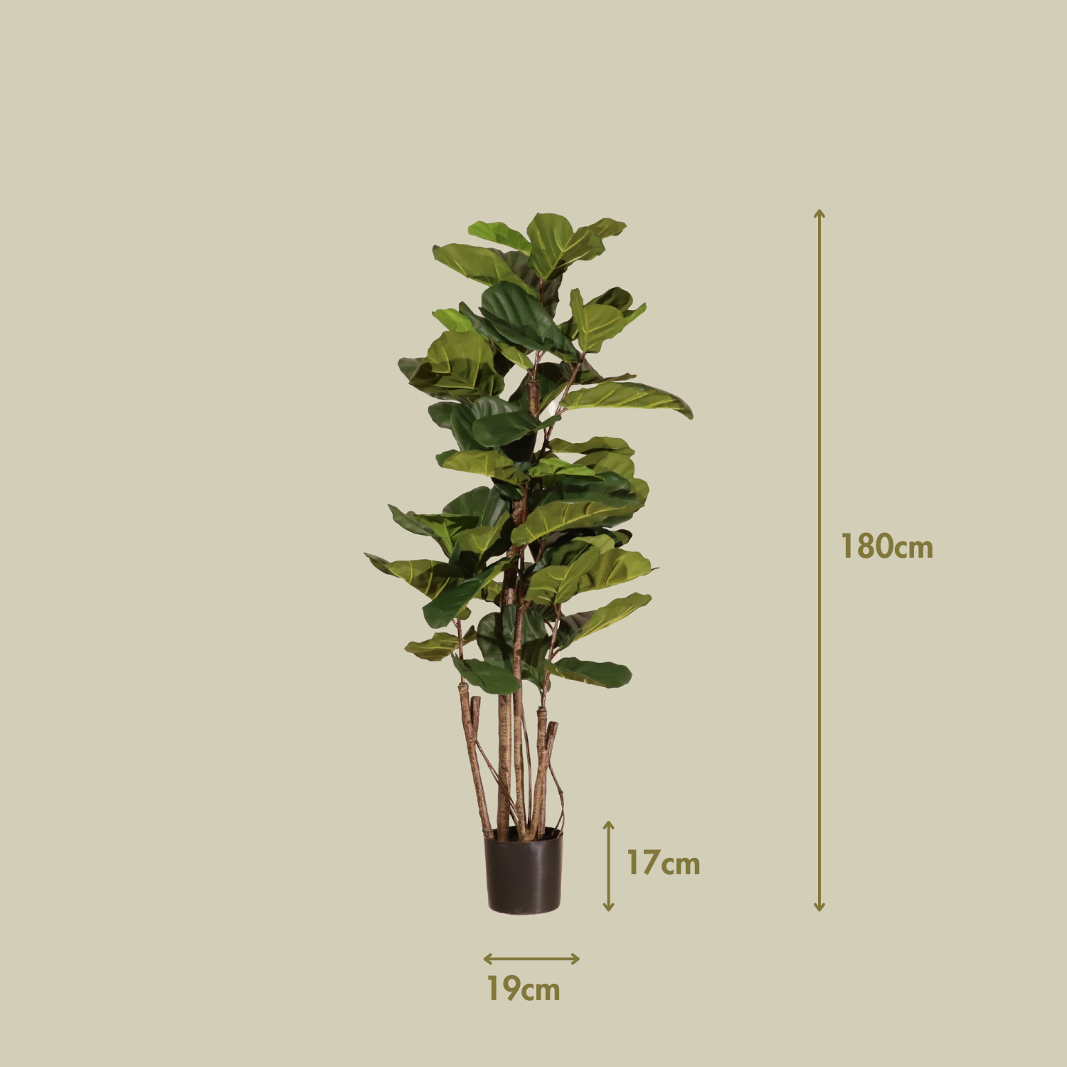 Ficus lyrata 180cm