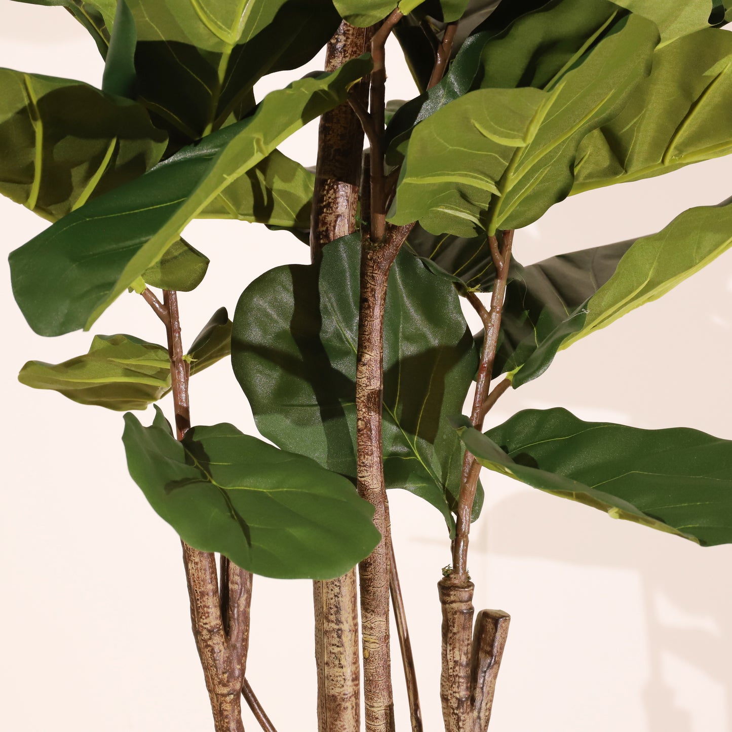 Ficus lyrata 180cm