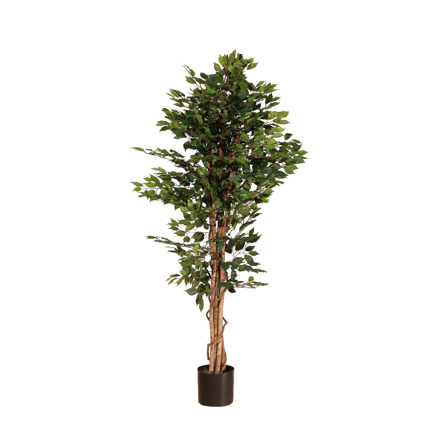 Ficus verde 180 cm