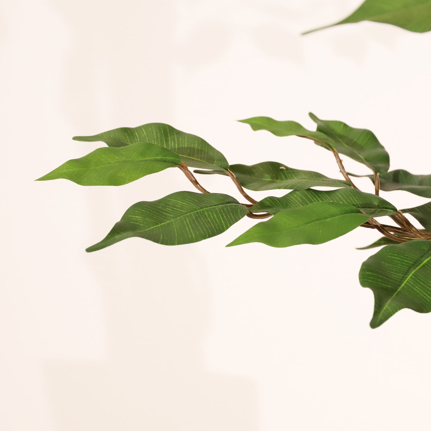 Ficus verde 180 cm