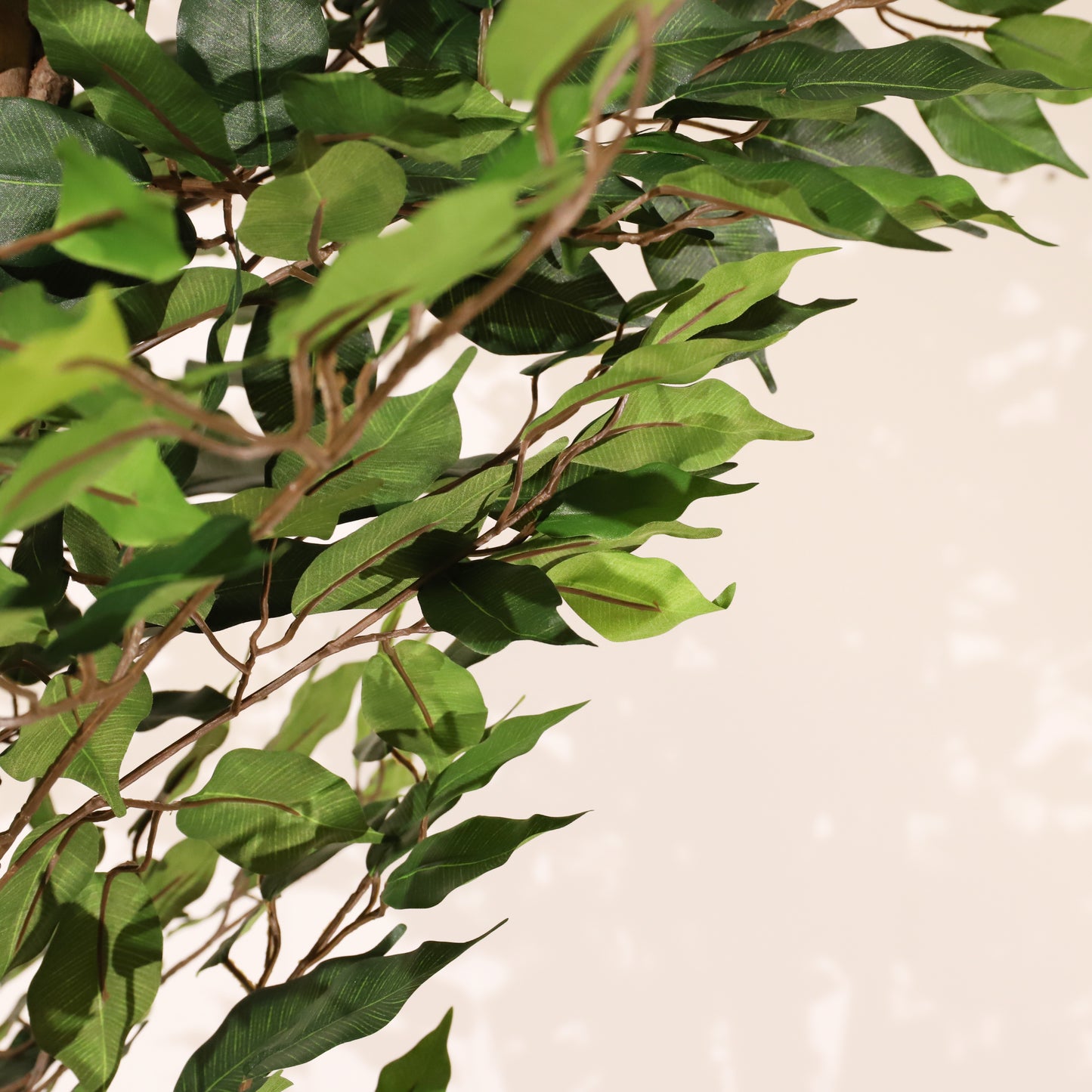 Ficus verde 180 cm