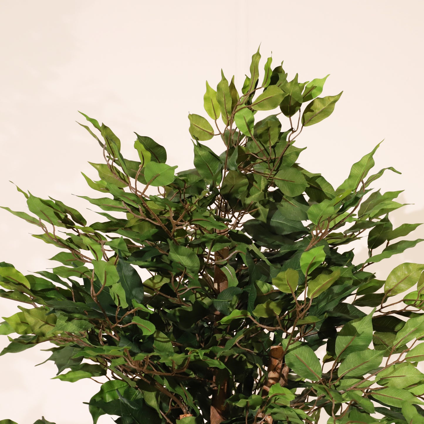 Ficus verde 180 cm