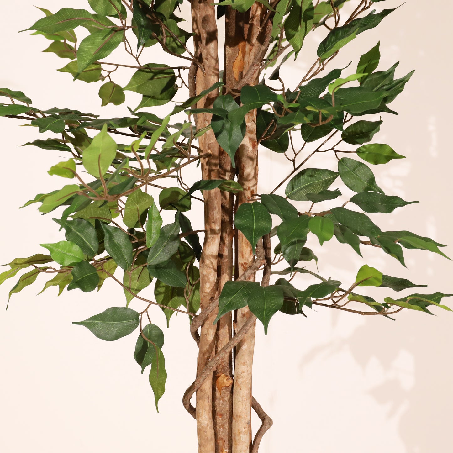 Ficus verde 180 cm