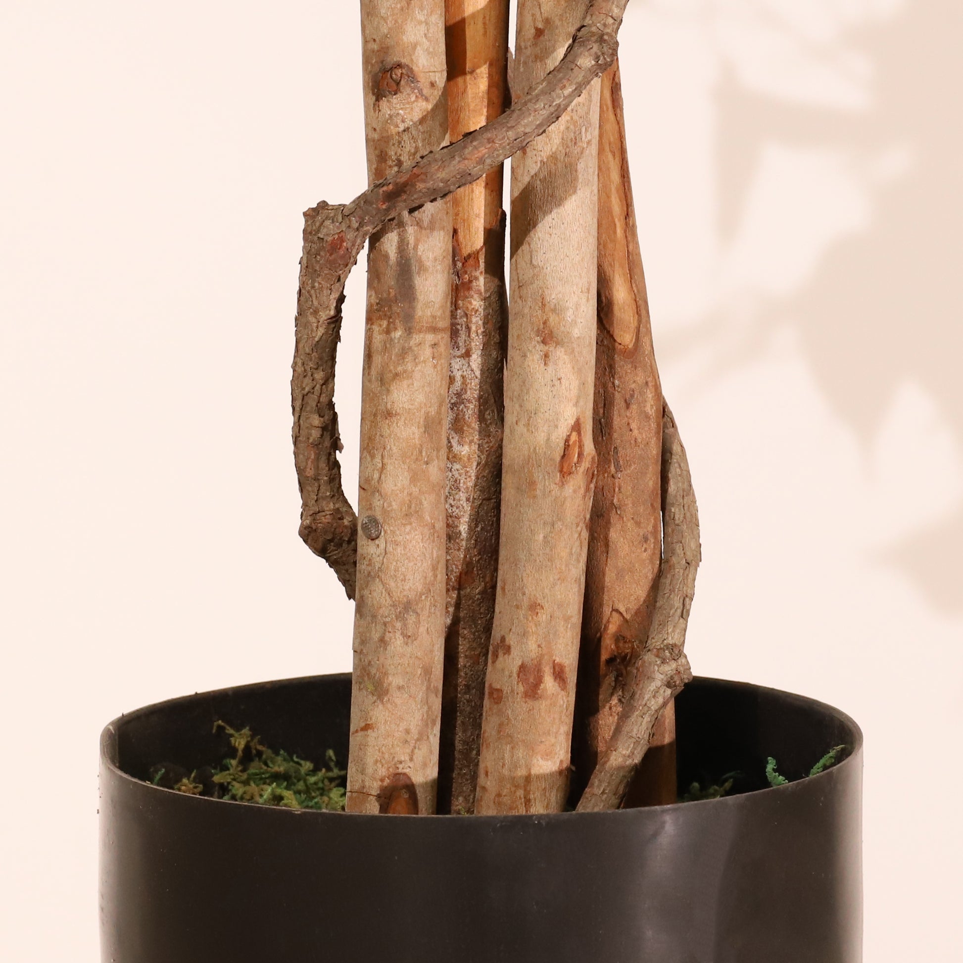 Ficus verde 180 cm
