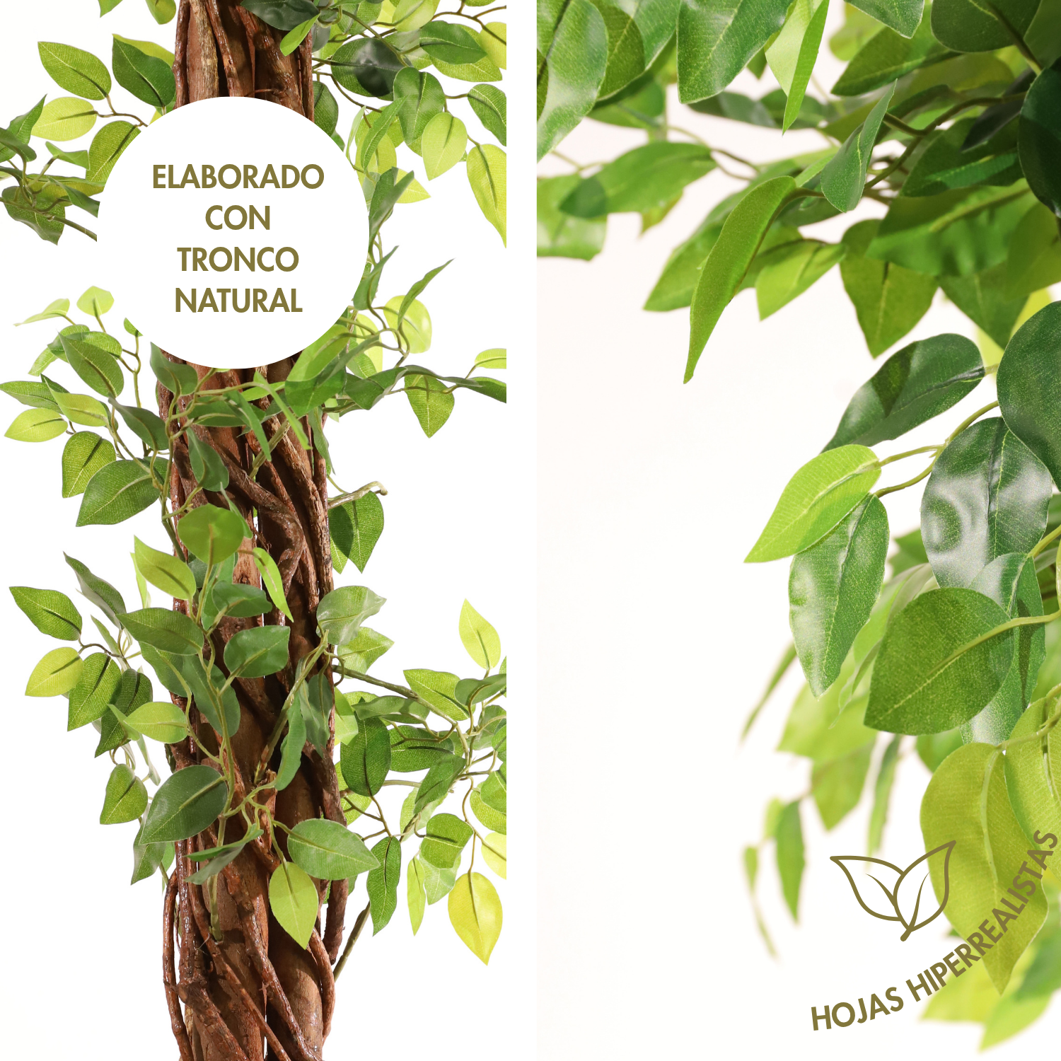 Ficus trenzado 180 cm