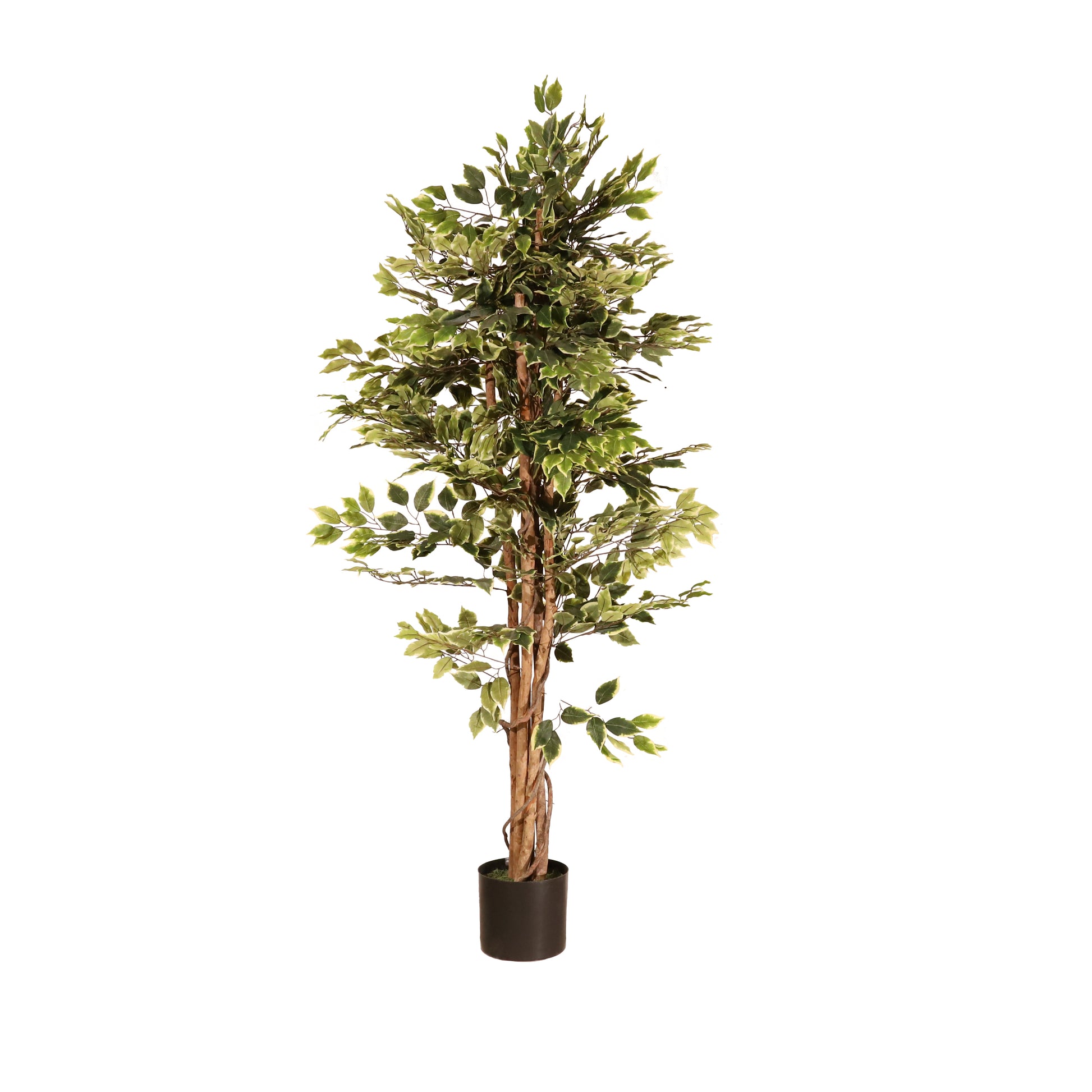 Ficus matizado 180cm