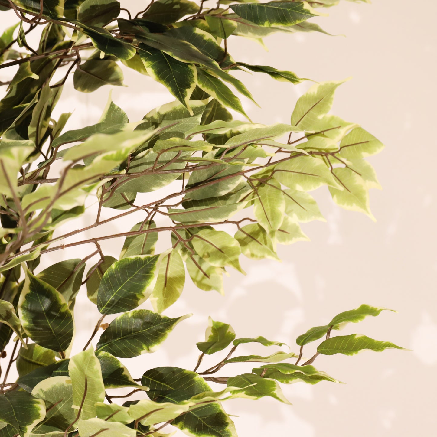 Ficus matizado 180cm