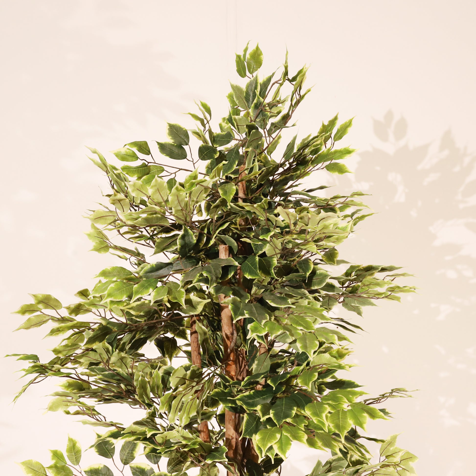 Ficus matizado 180cm
