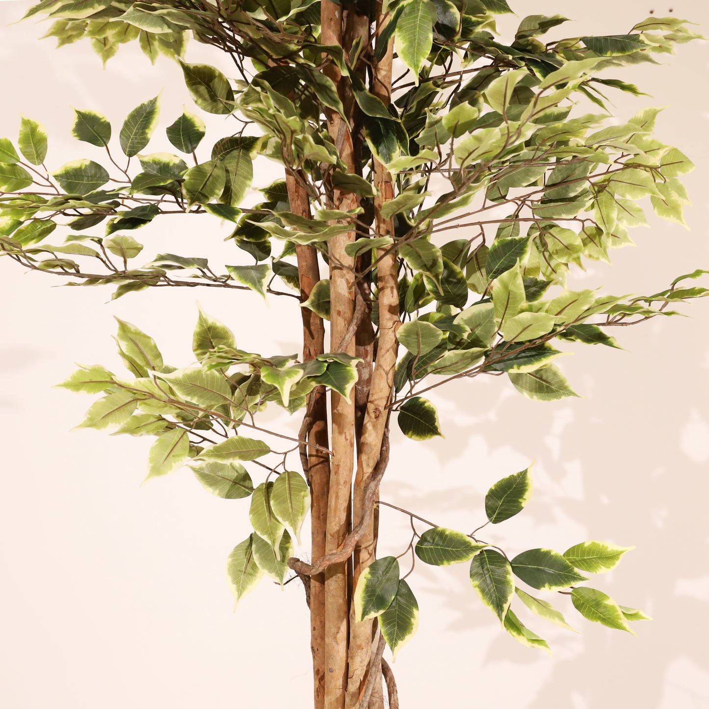 Ficus matizado 180cm