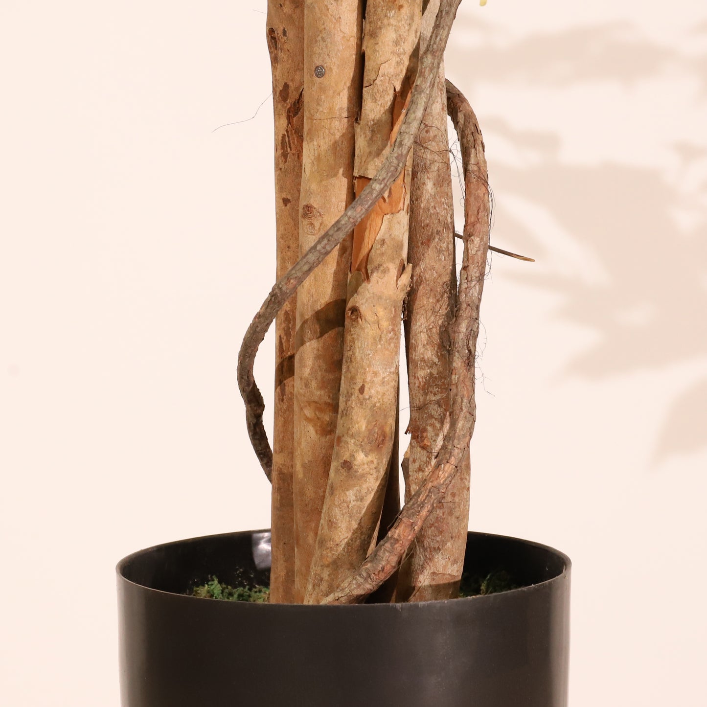 Ficus matizado 180cm