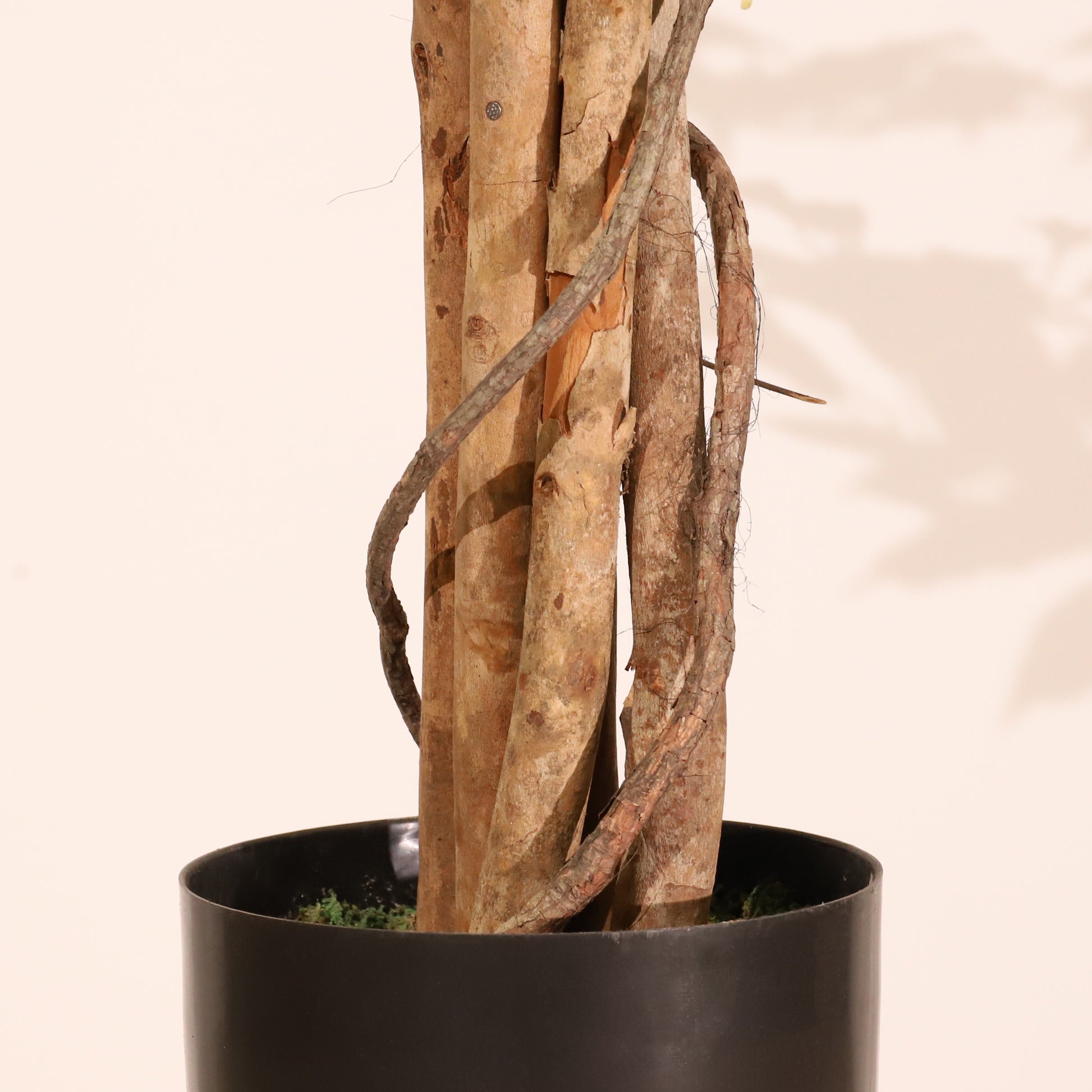 Ficus matizado 180cm