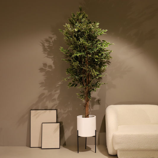 Ficus verde 180 cm