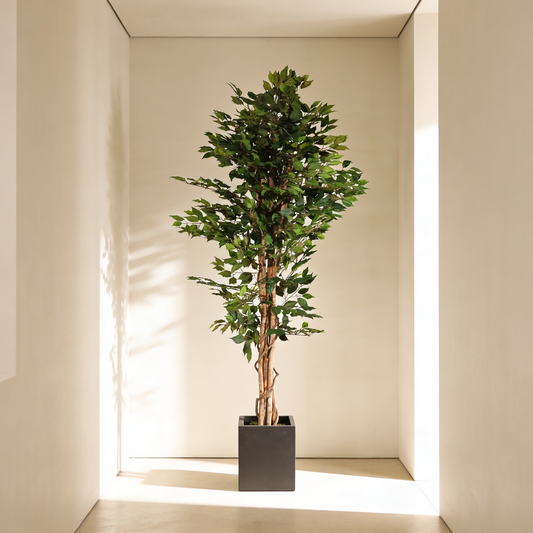 Ficus verde 180 cm