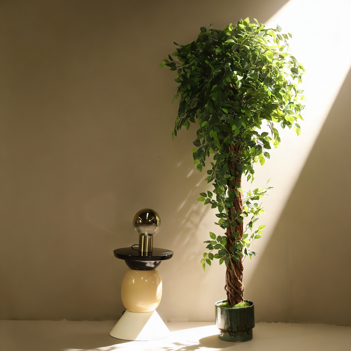 Ficus trenzado 180 cm