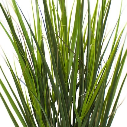Hierba salvaje 80 cm