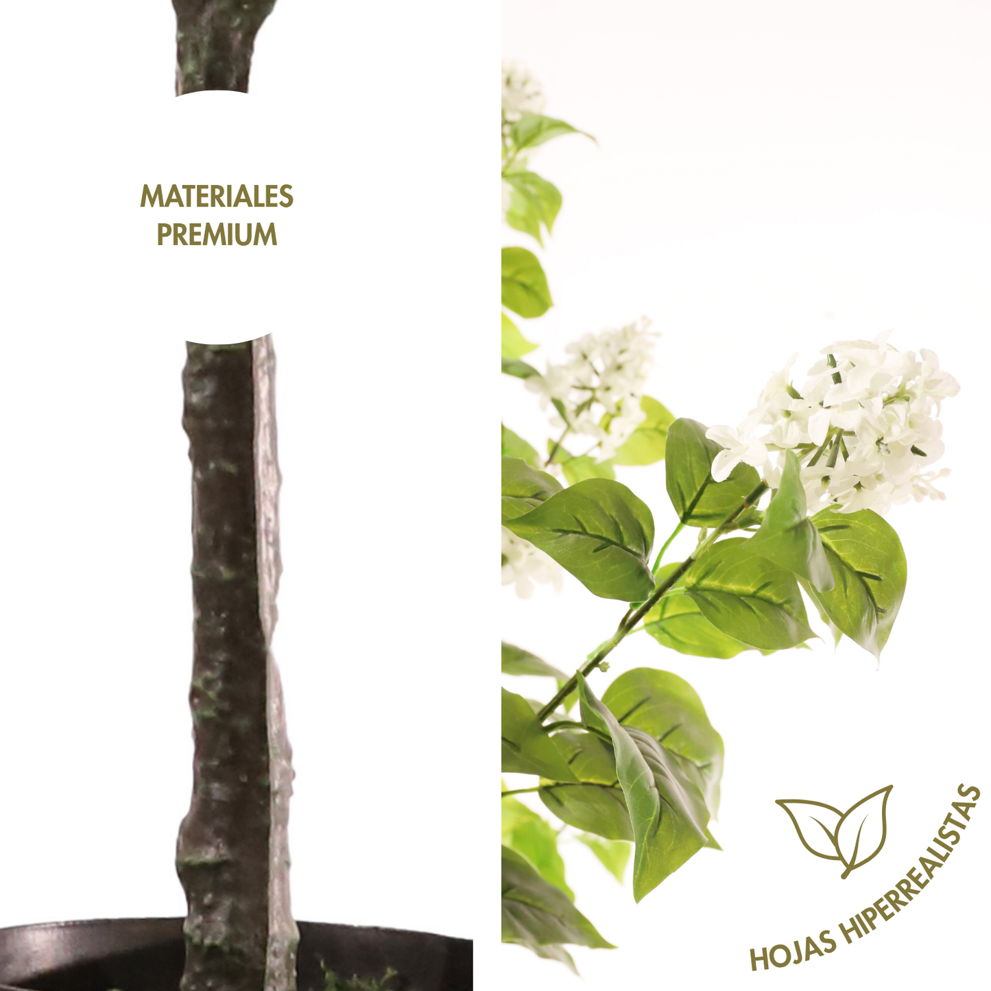 Hortensia paniculata blanca 160 cm