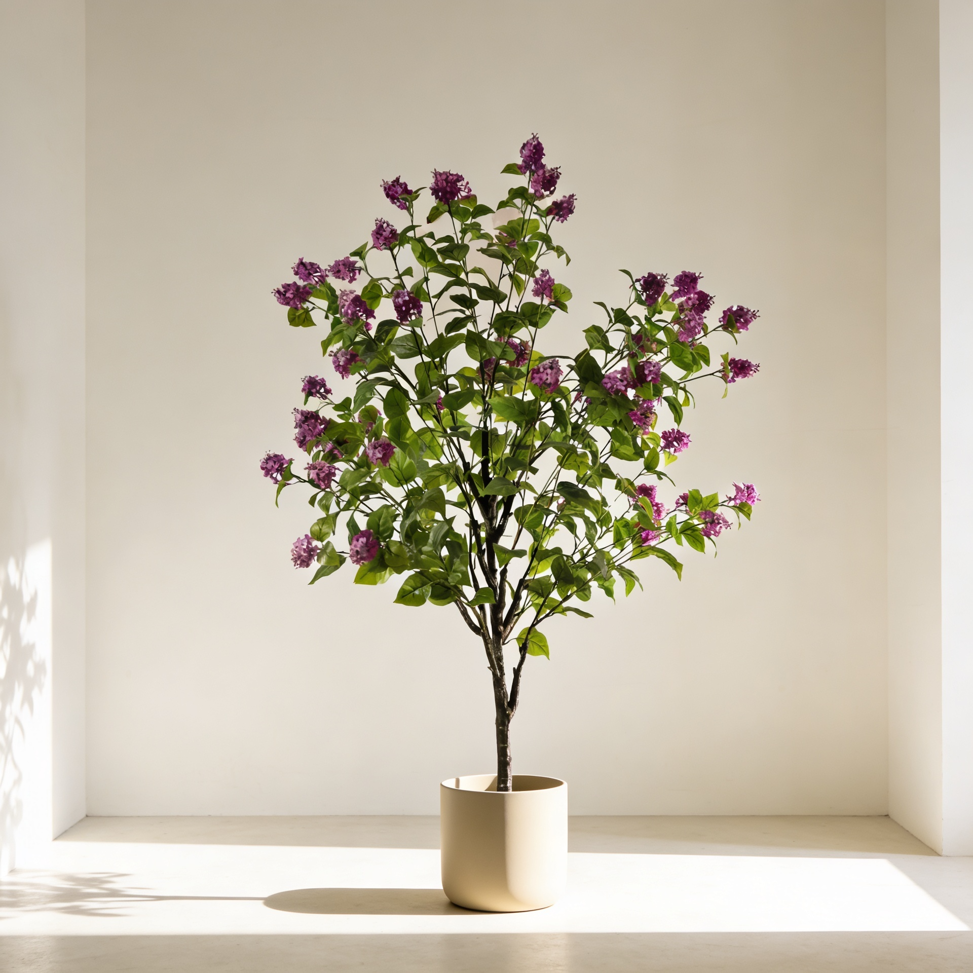Hortensia paniculata morada 160 cm