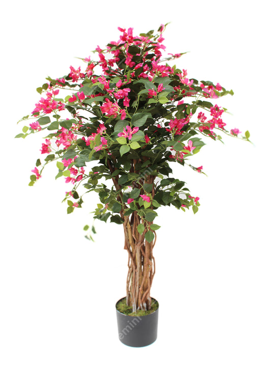 Buganvilla 120 cm
