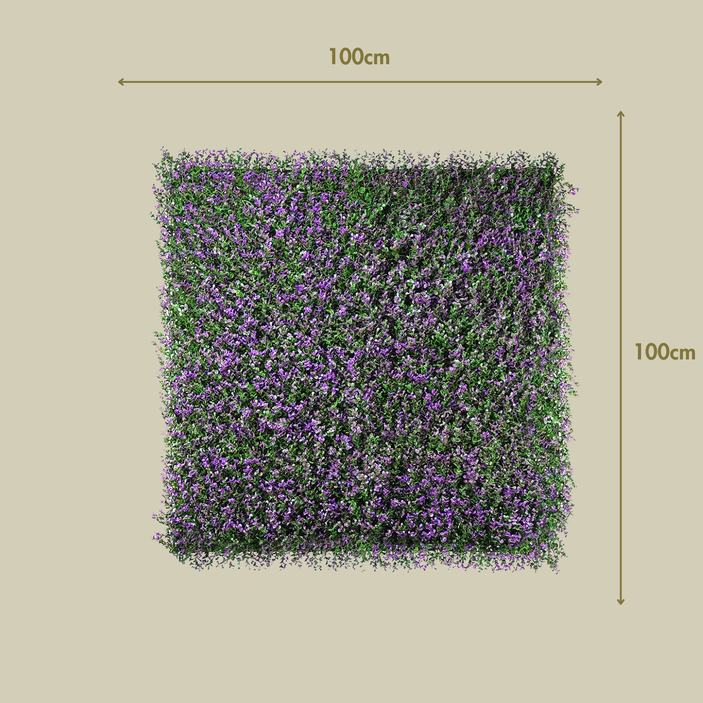 Lavanda