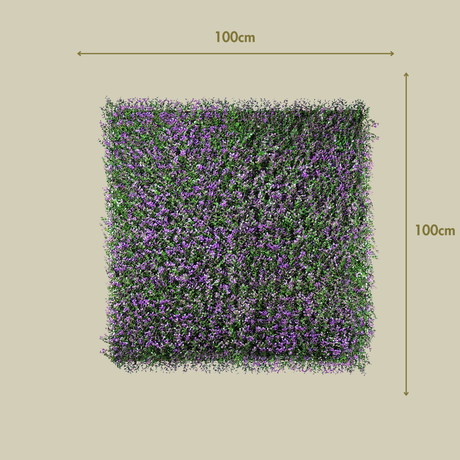 Lavanda