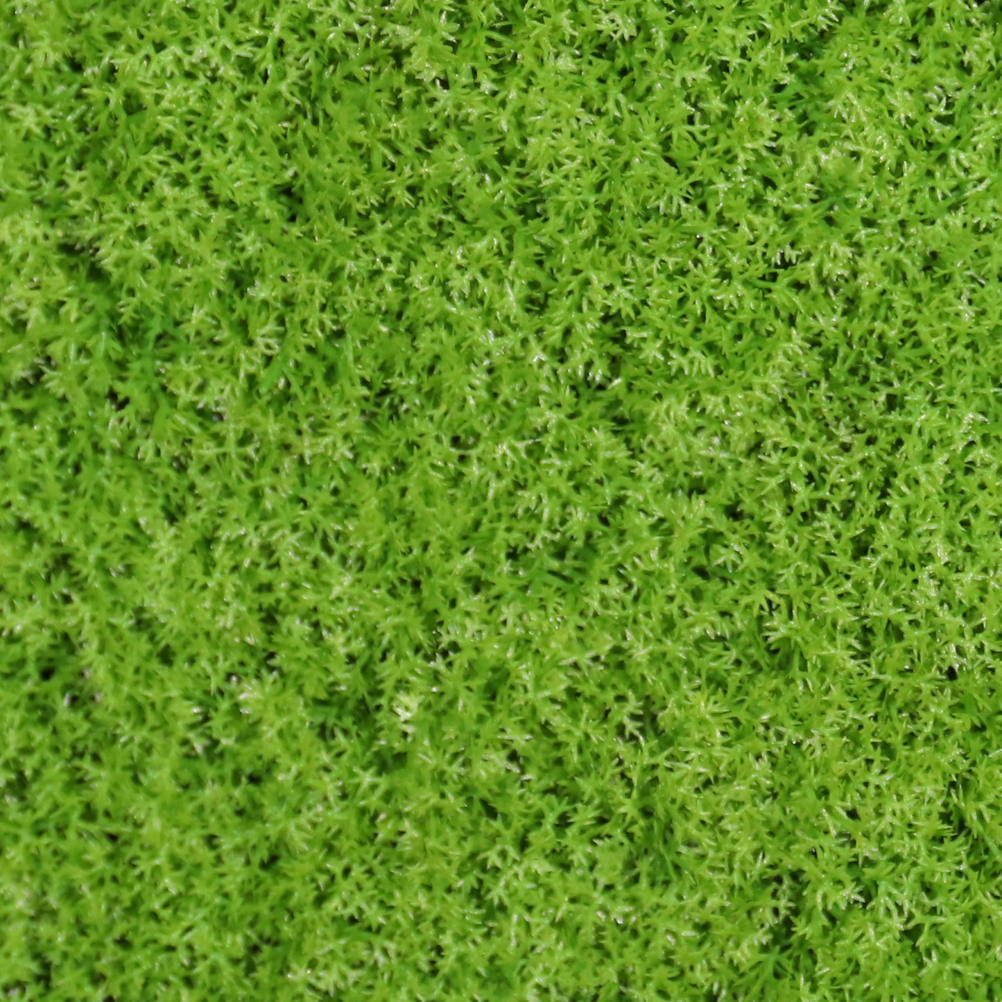 Lichen