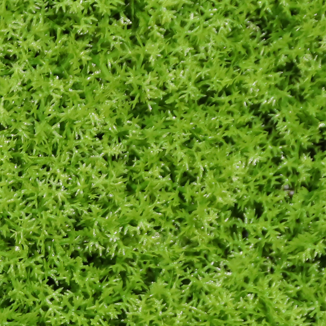 Lichen