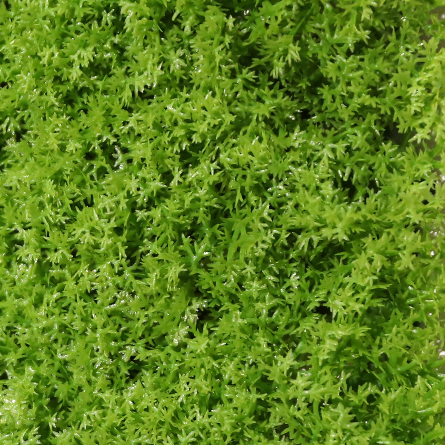 Lichen