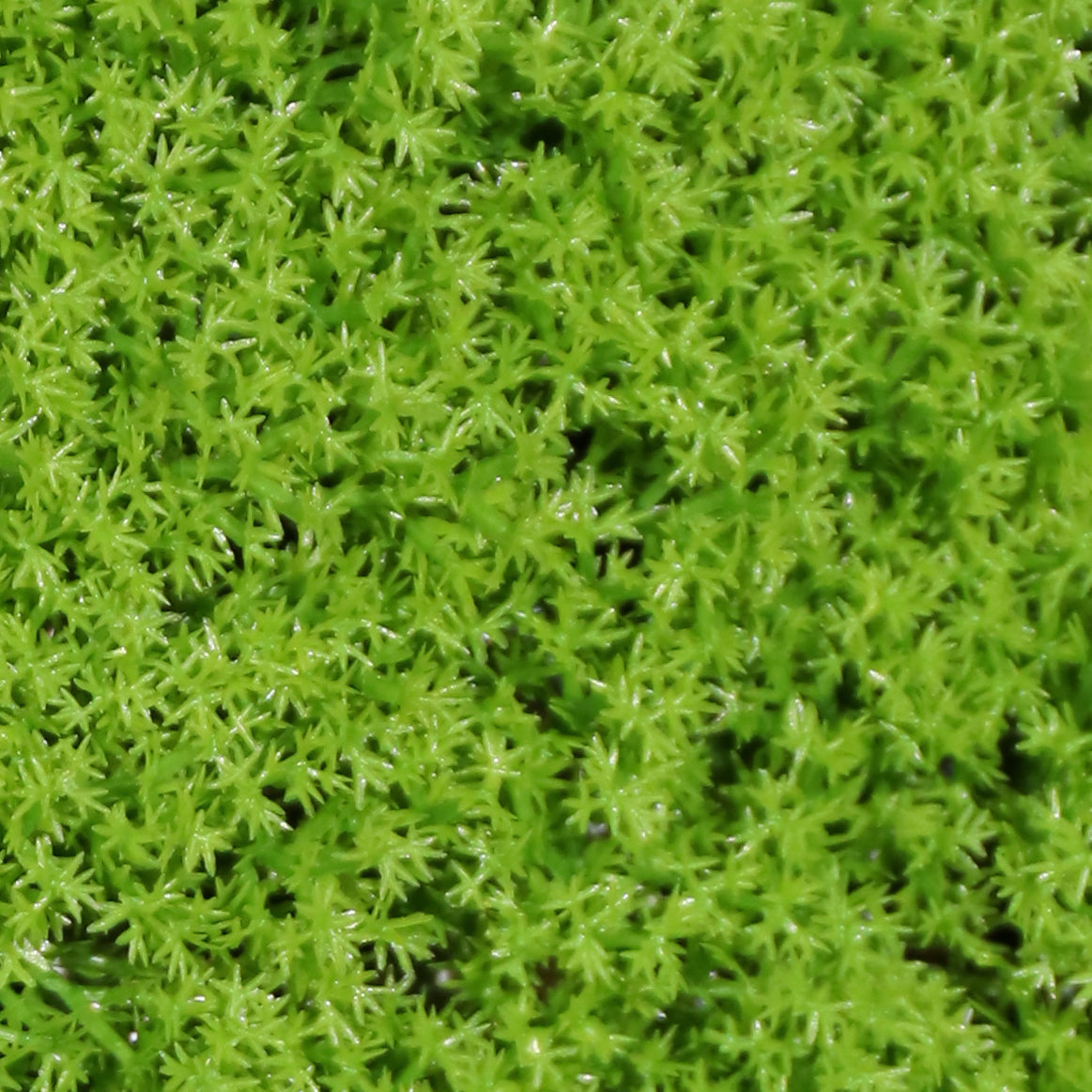 Lichen