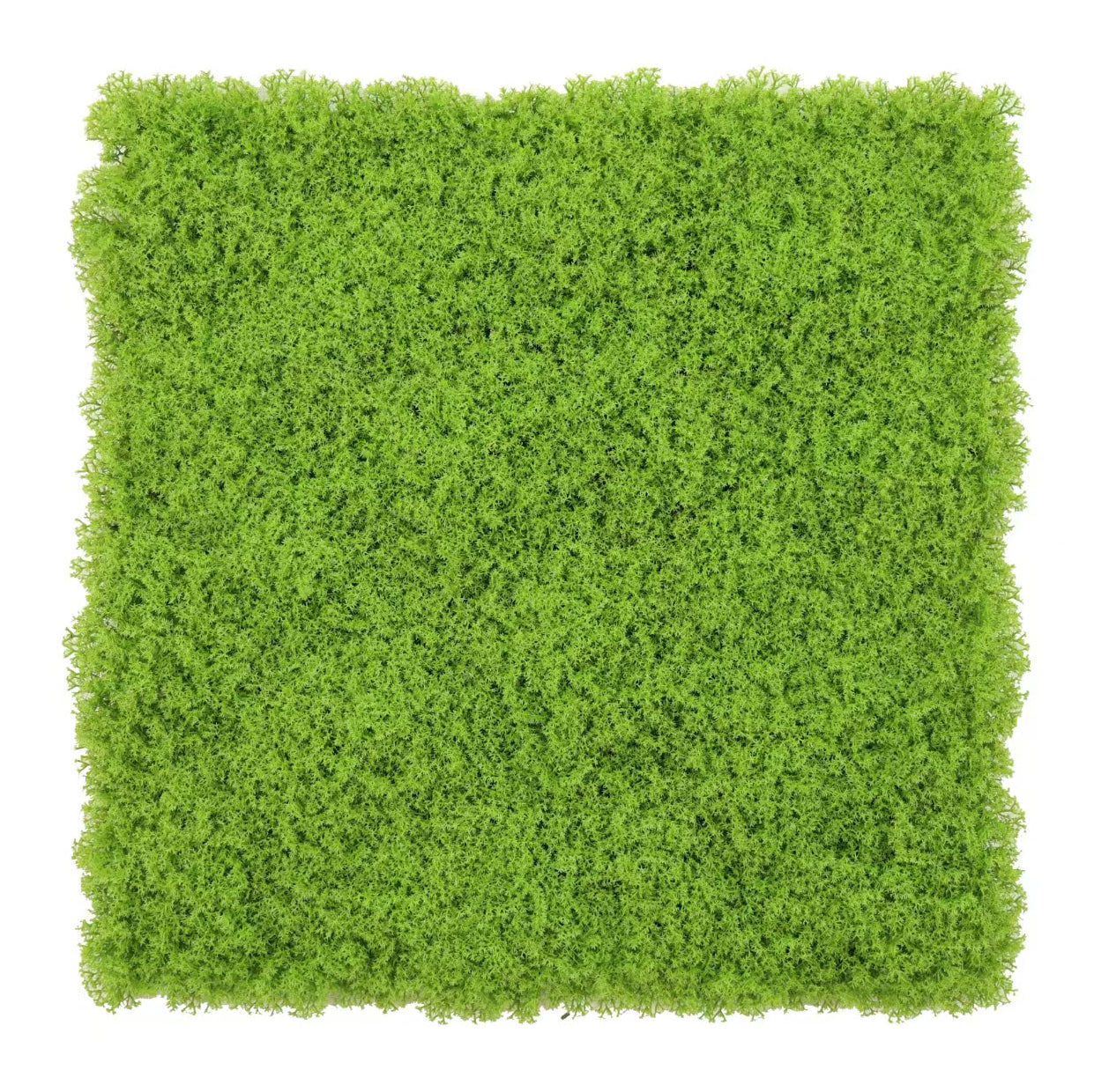 Lichen