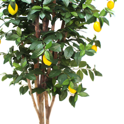 Limonero 180 cm