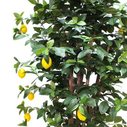 Limonero 180 cm