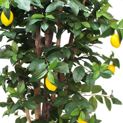 Limonero 180 cm