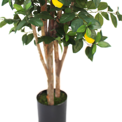 Limonero 180 cm