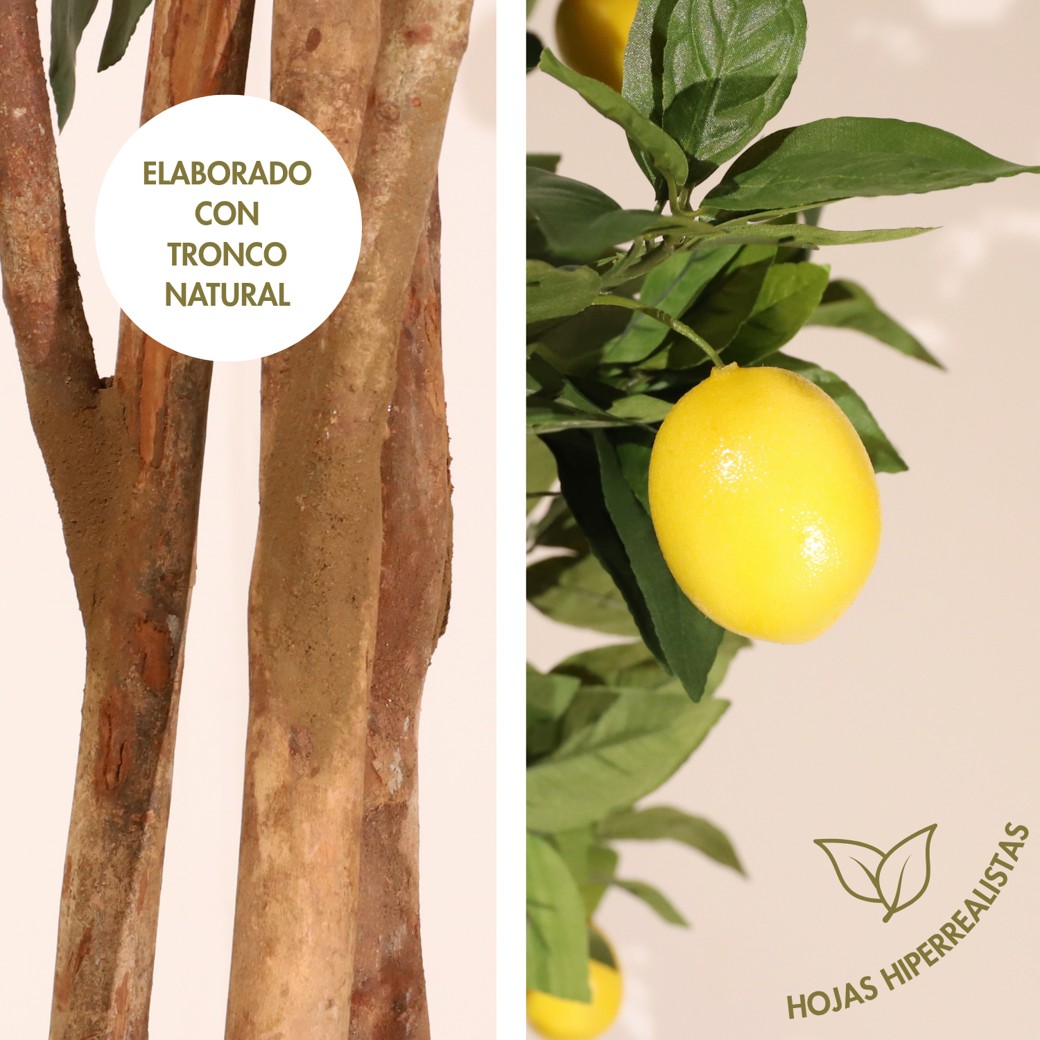 Limonero 180 cm