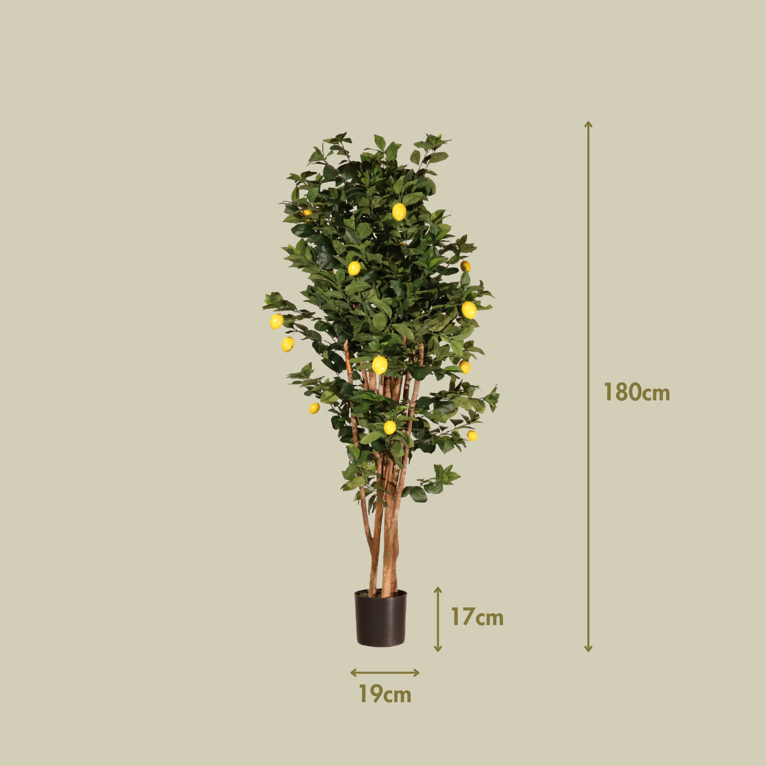 Limonero 180 cm