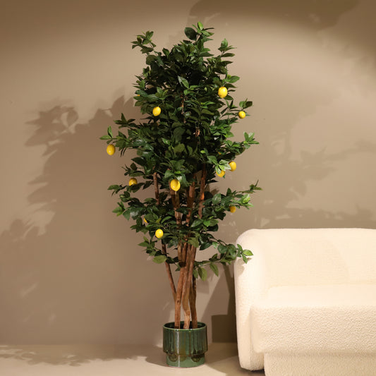 Limonero 180 cm