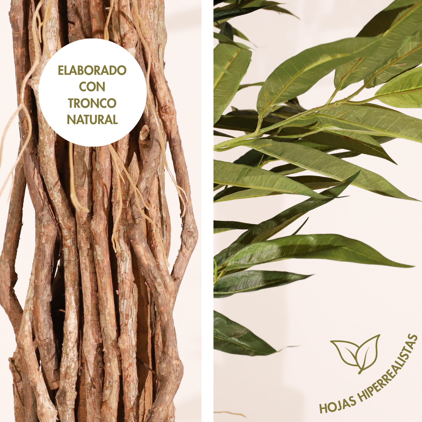 Longifolia 180 cm
