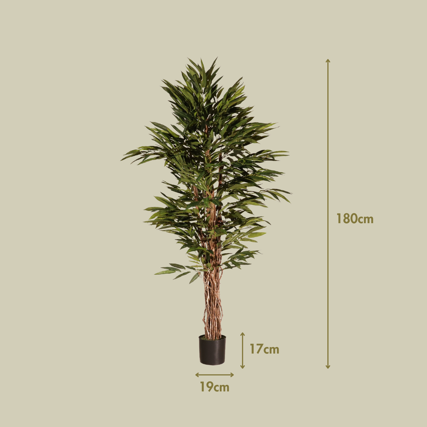 Longifolia 180 cm