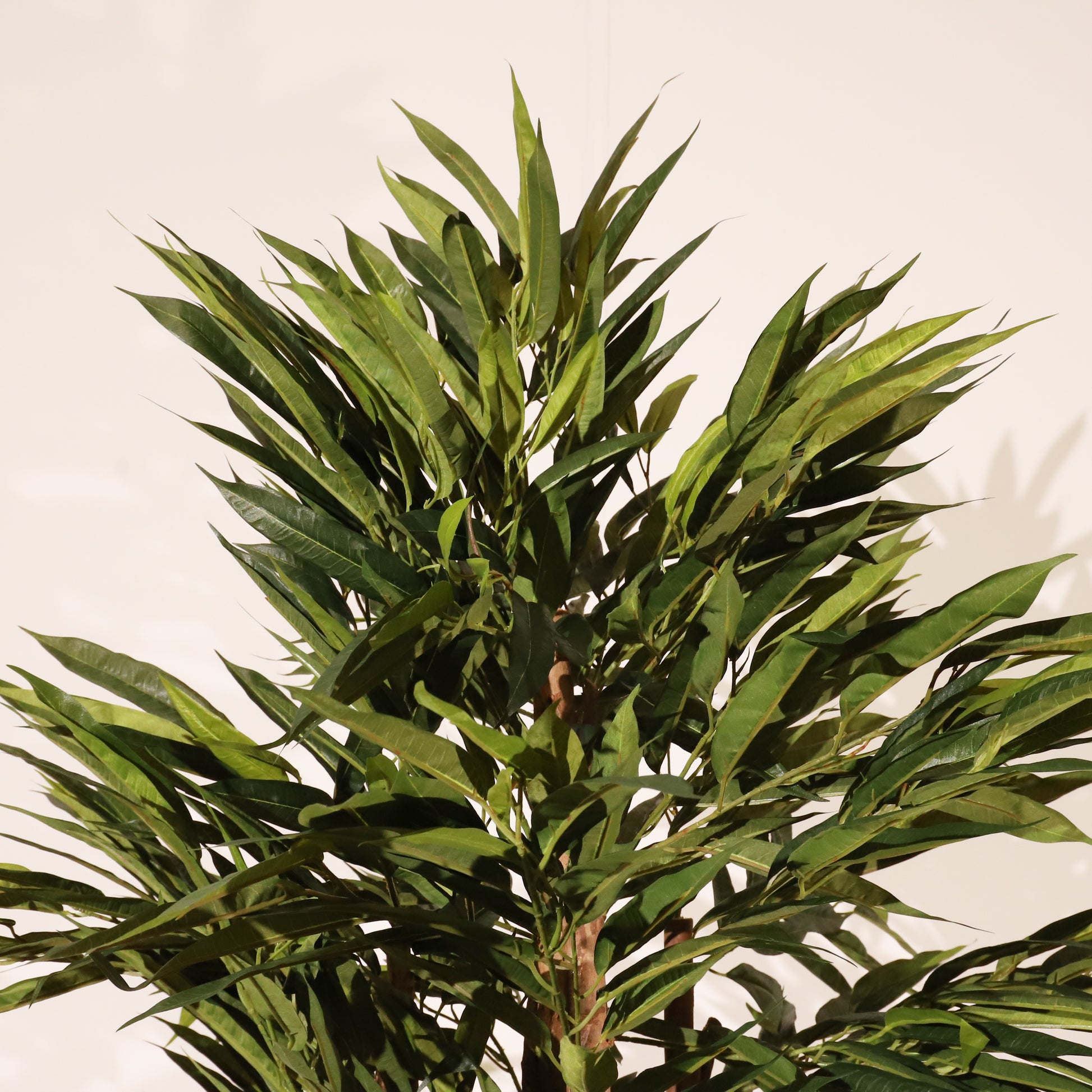 Longifolia 180 cm