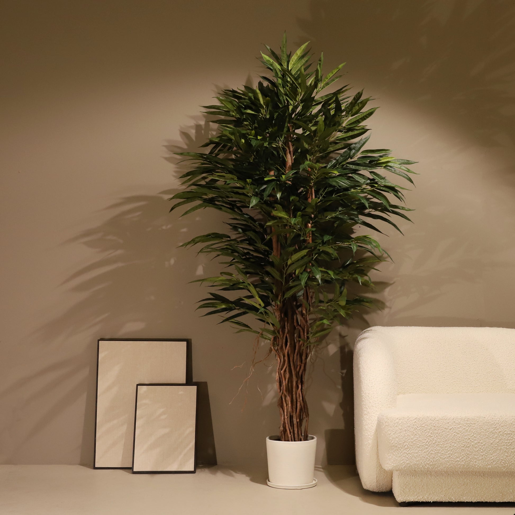 Longifolia 180 cm