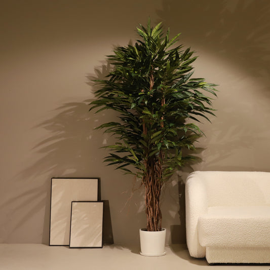 Longifolia 180 cm
