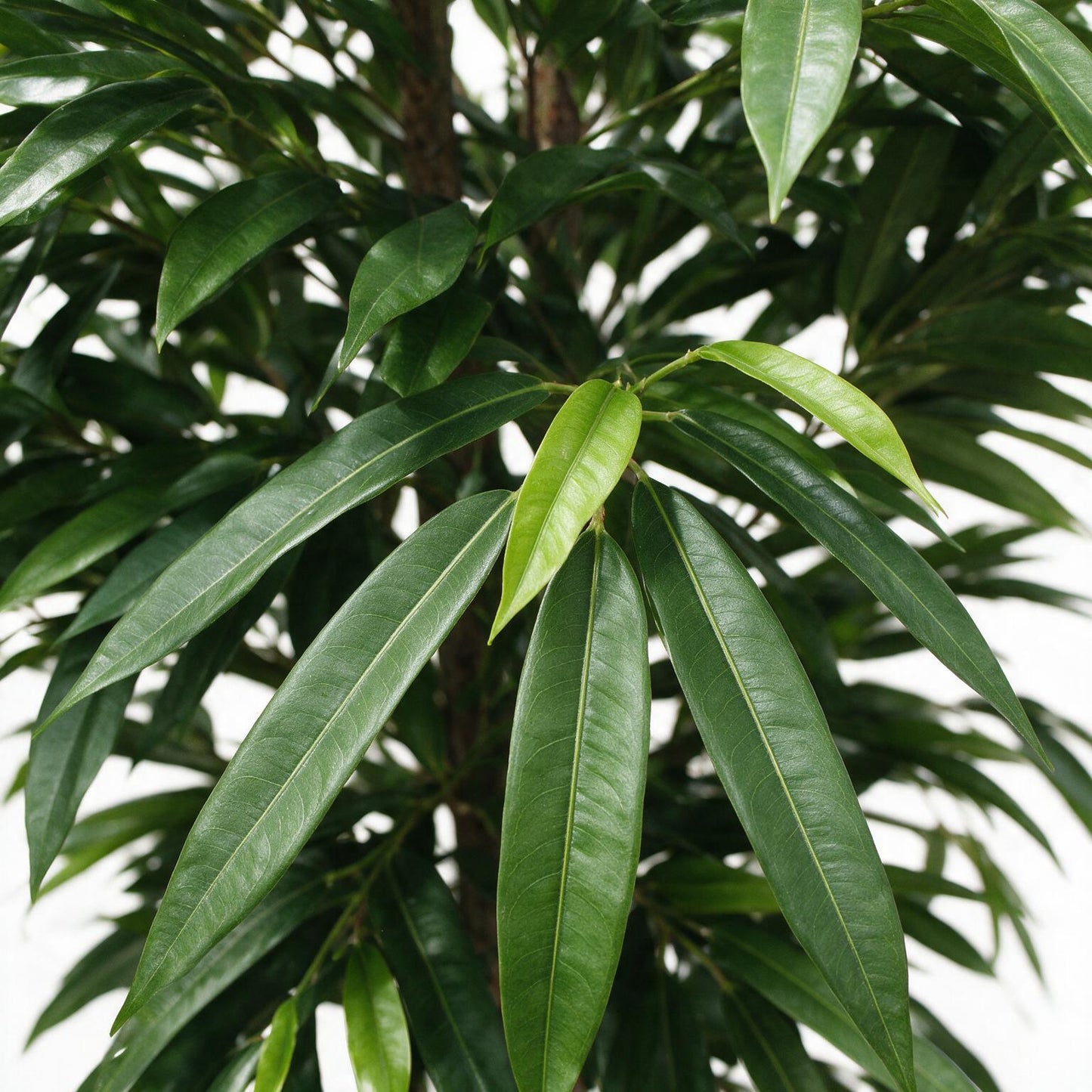 Longifolia 200 cm