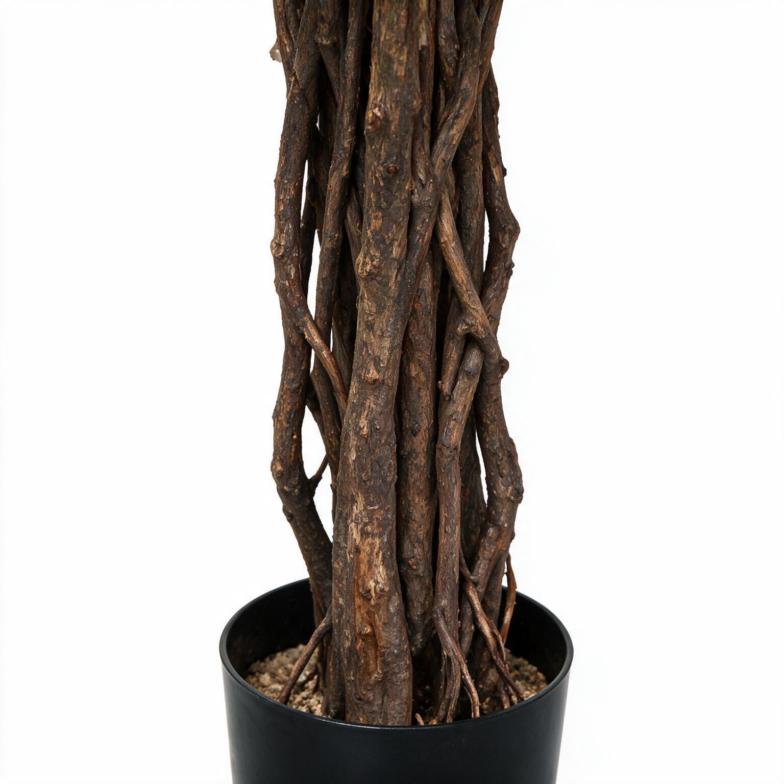 Longifolia 200 cm