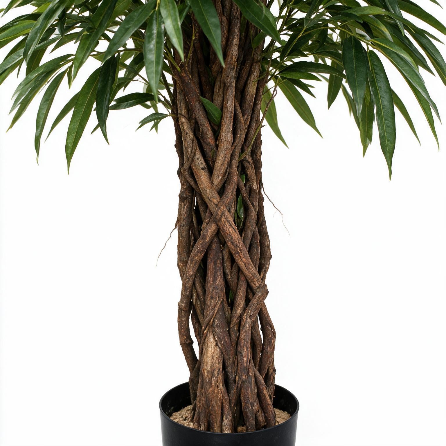 Longifolia 200 cm