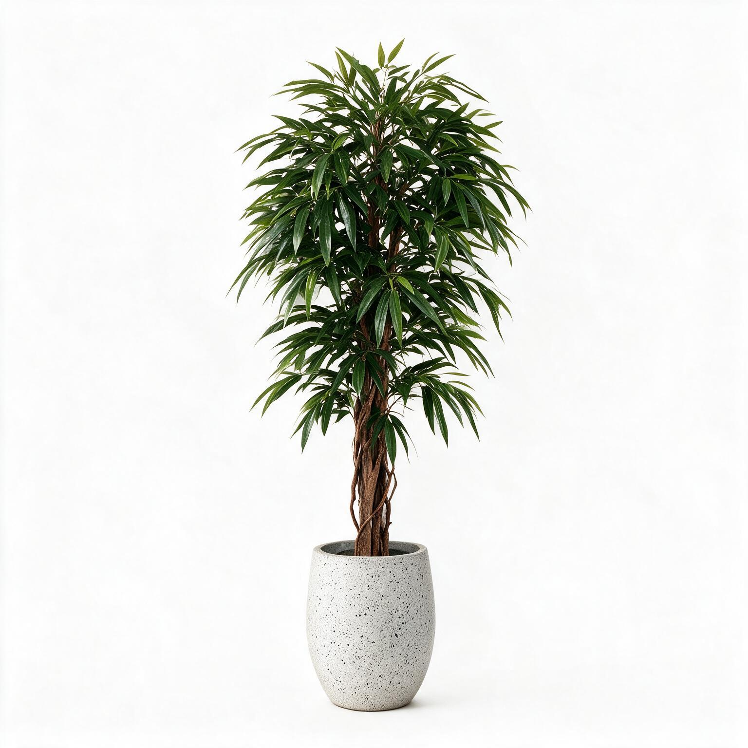 Longifolia 200 cm