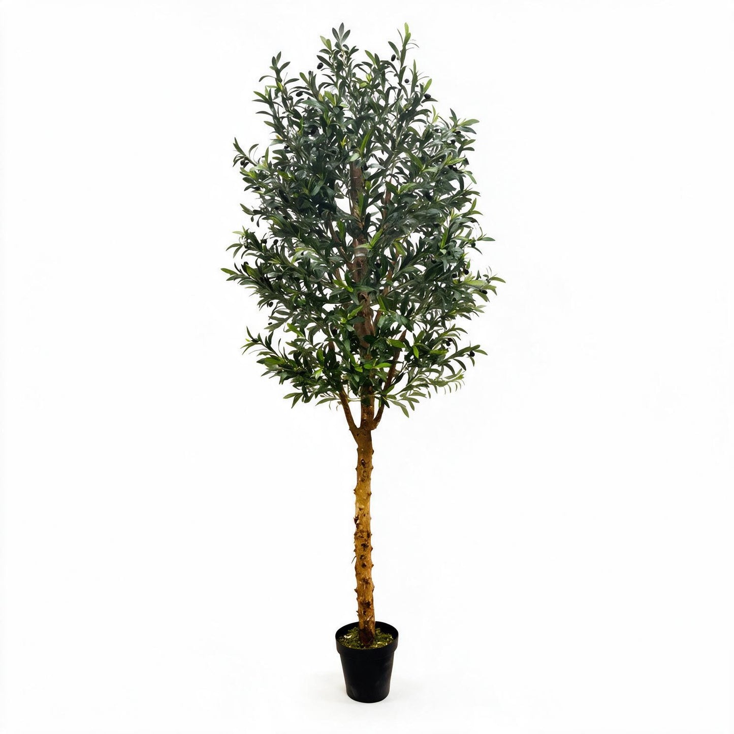 Olivo 245cm