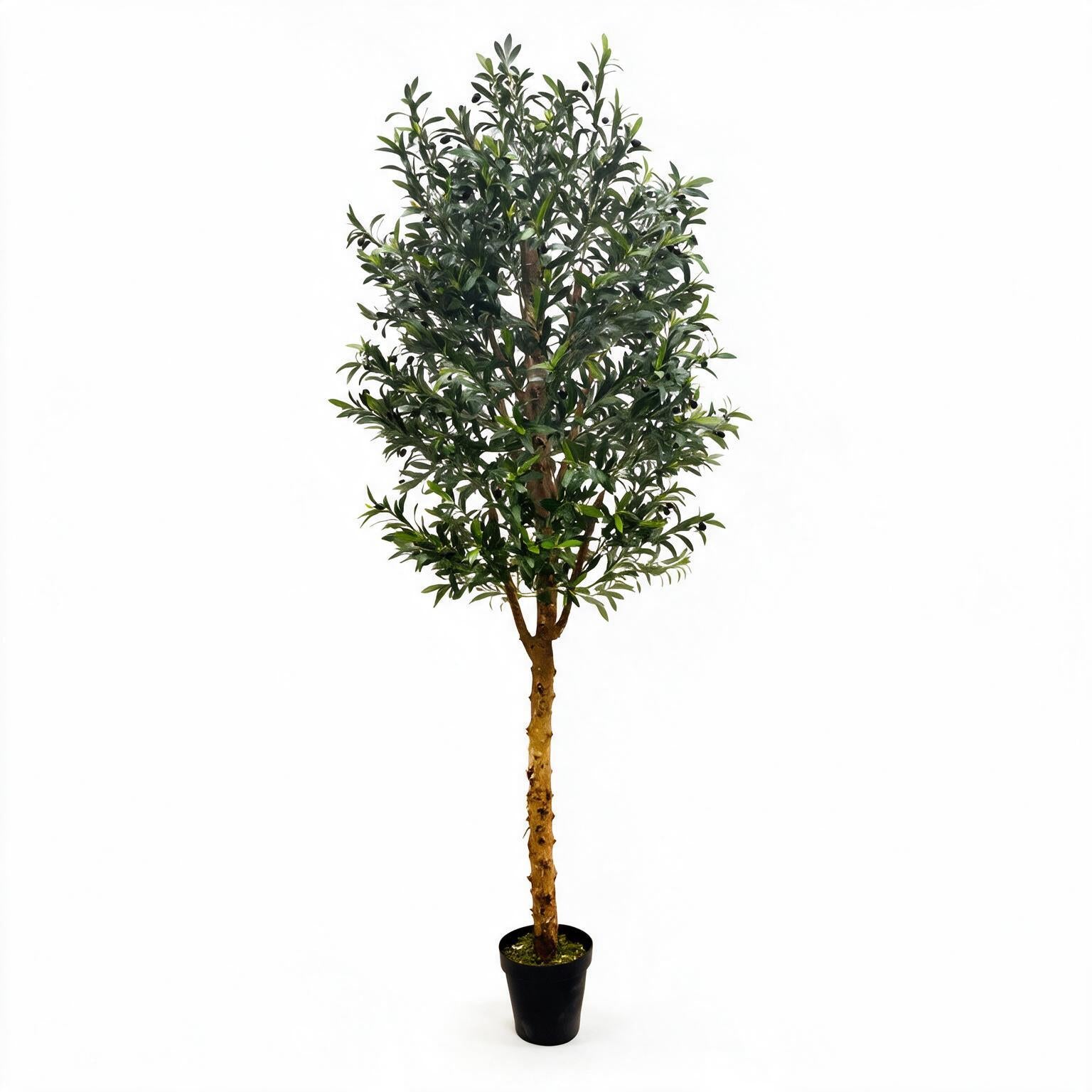 Olivo 245cm